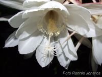 Epiphyllum oxypetalum Nattens Prinsessa